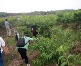 臨近端午，總經(jīng)理劉月琴組織人員農(nóng)莊采摘。